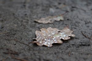 Laubblatt am Boden. Auf dem Blatt hat sich Morgentau gesammelt.